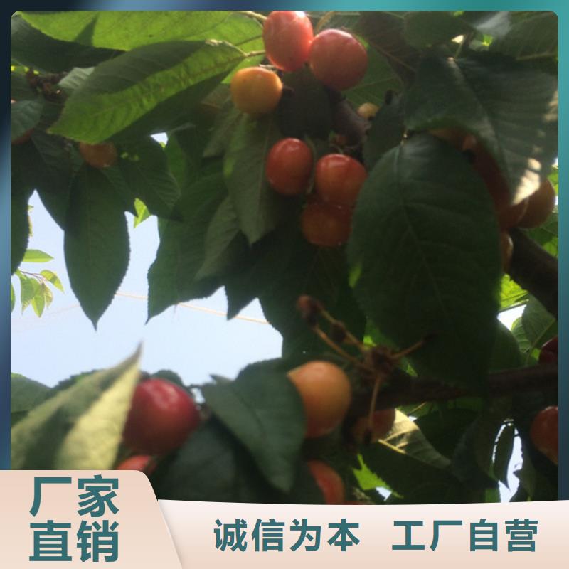 苹果苗视频-苹果苗|大庆市|林甸|肇源|绥化|佳木斯|牡丹江|大兴安岭|鹤岗