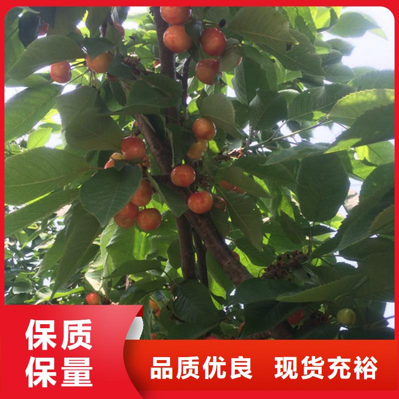 樱桃苹果苗品牌专营
