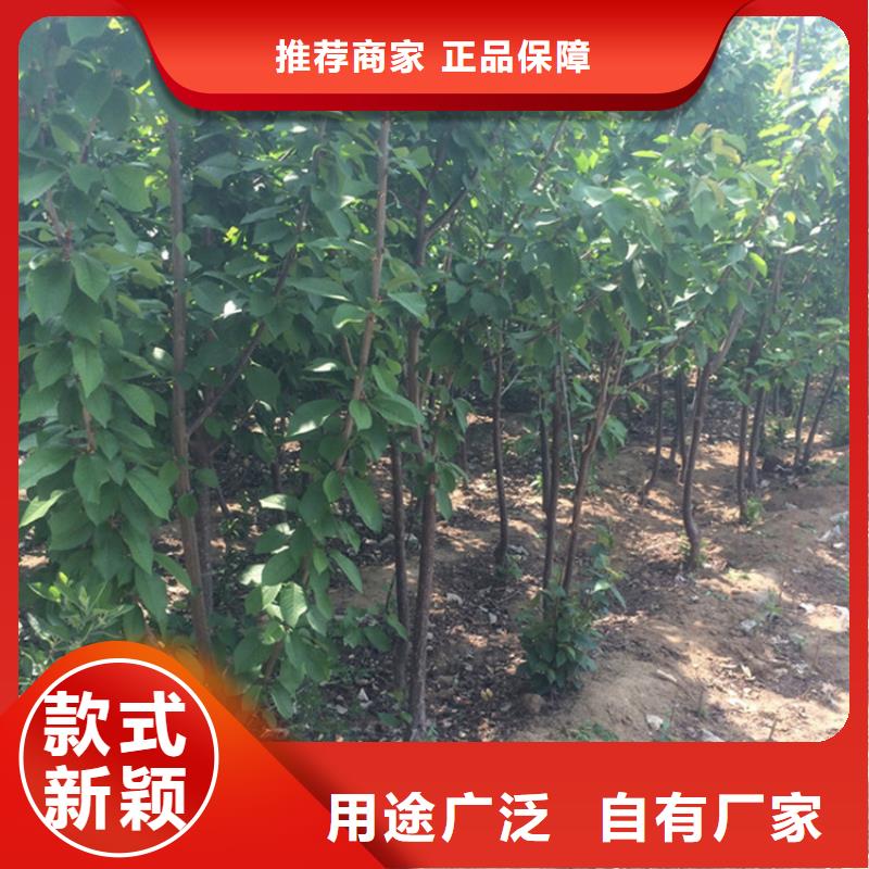 樱桃,苹果苗出货快