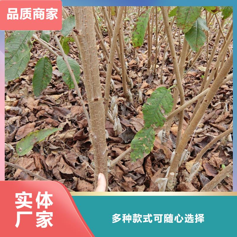 【 樱桃,梨树苗交货准时】-轩园园艺场(大庆市分公司)