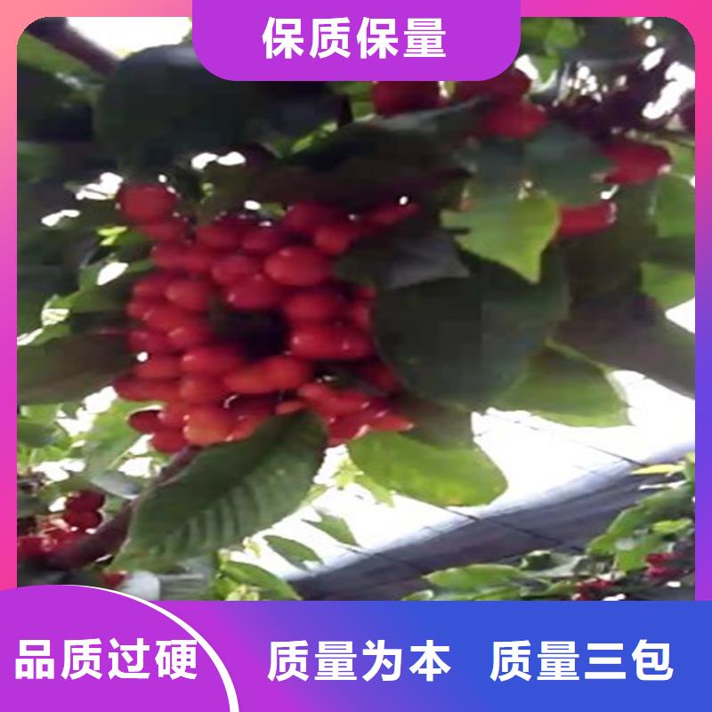 樱桃蓝莓苗快速生产