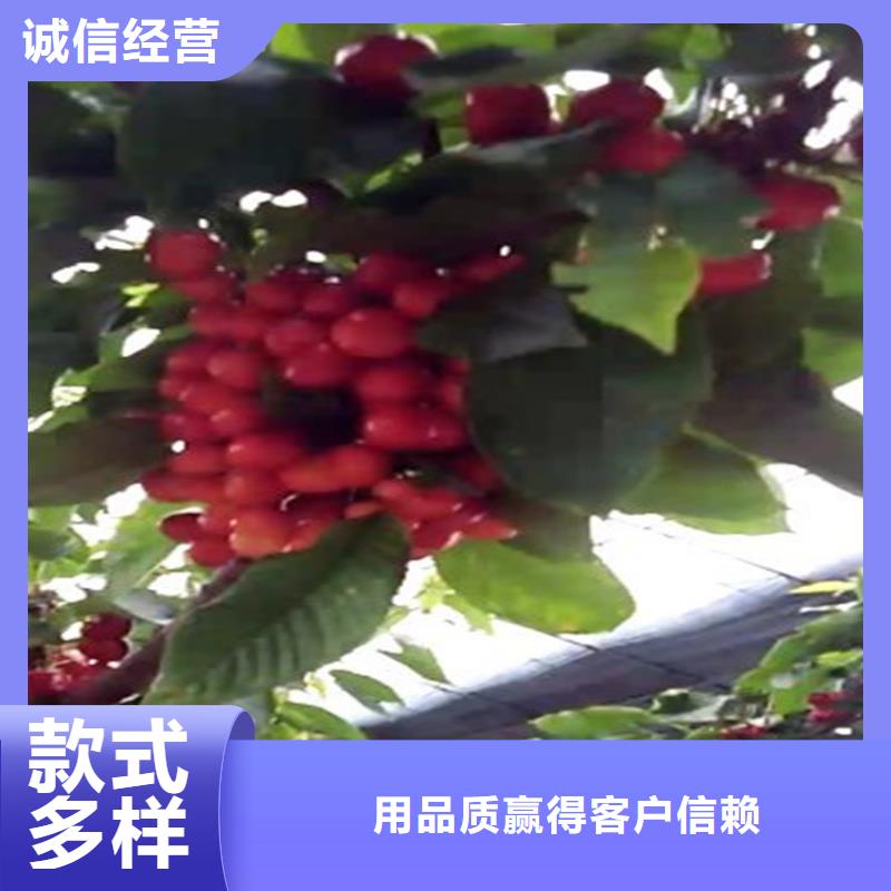 苹果苗视频-古田|寿宁|南平|三明|漳州|泉州苹果苗用心经营-轩园园艺场(宁德市分公司)