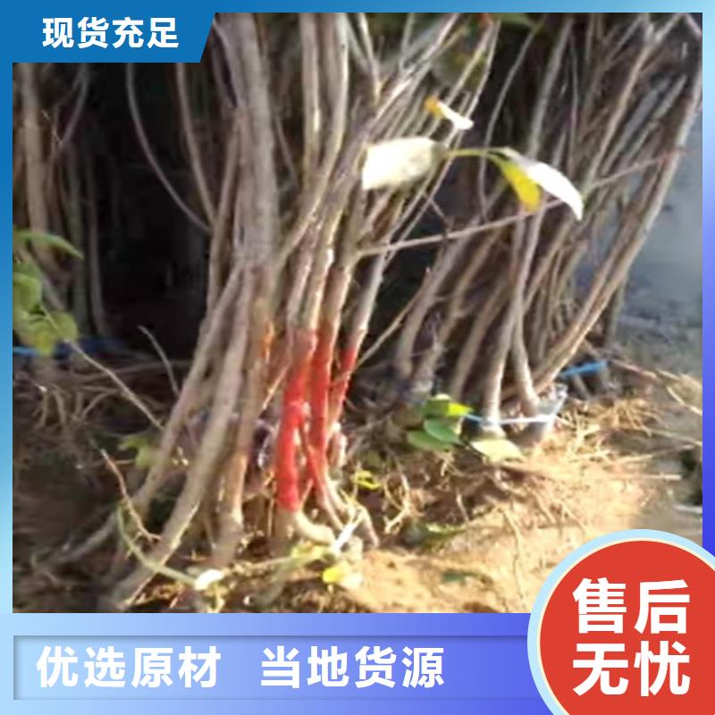 苹果苗视频-古田|寿宁|南平|三明|漳州|泉州苹果苗用心经营-轩园园艺场(宁德市分公司)