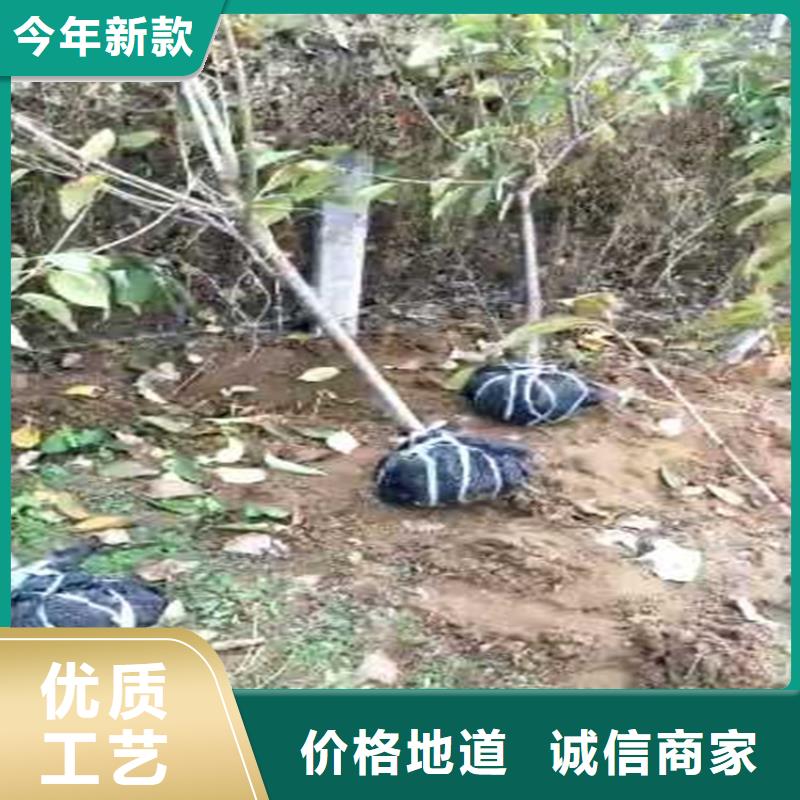 樱桃3公分石榴苗源厂供货