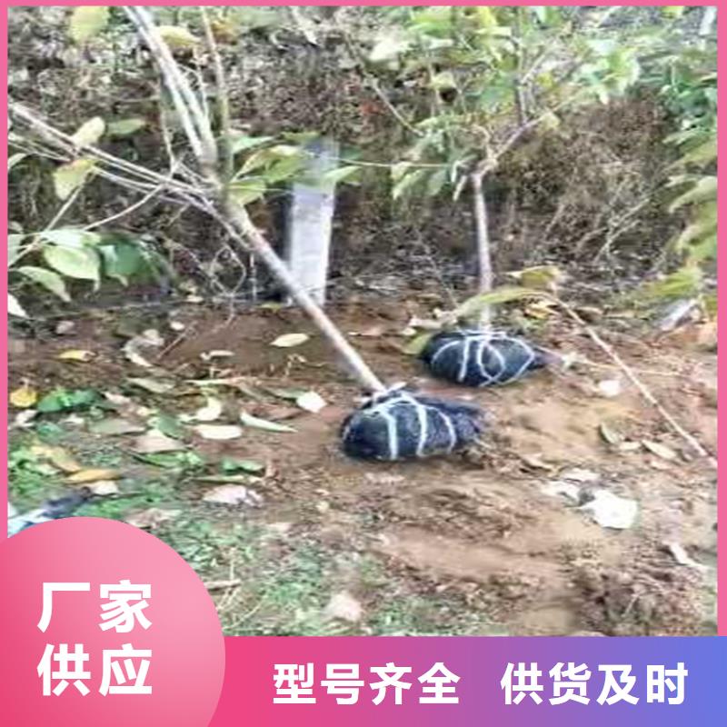 樱桃3公分石榴苗源厂供货