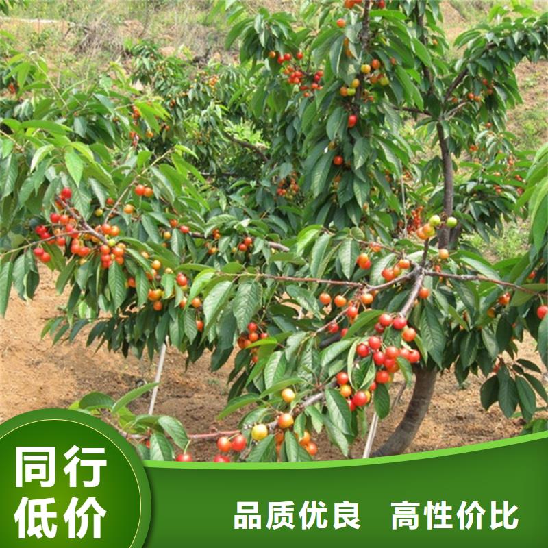 樱桃蓝莓苗快速生产
