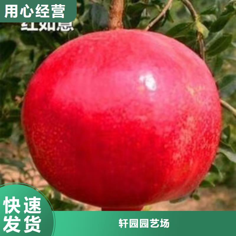 苹果苗视频-衢州市苹果苗-该地可服务区域柯城|江山|舟山|丽水|金华|杭州|温州