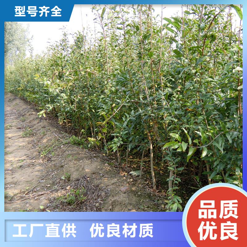 石榴石榴苗0中间商差价