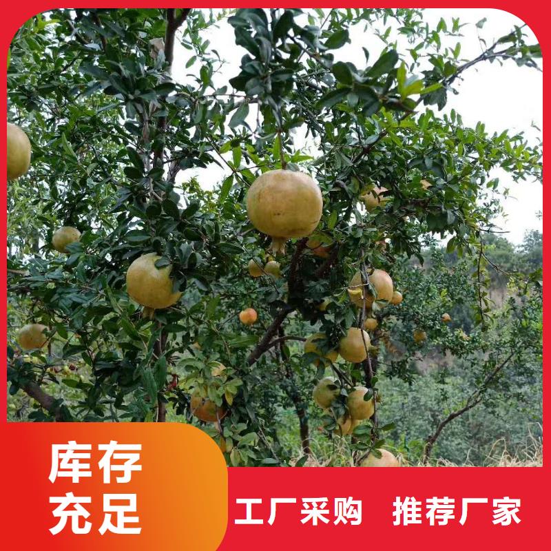 苹果苗视频-苹果苗_江西省景德镇市市场覆盖昌江|珠山|萍乡|新余|上饶|南昌|宜春等
