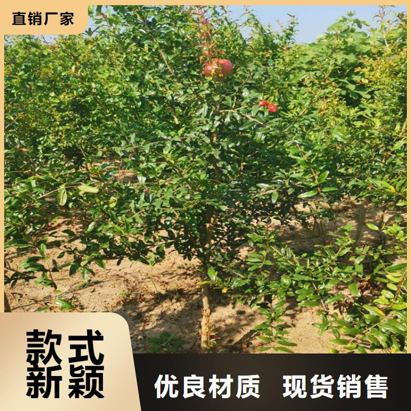 苹果苗视频-苹果苗_江西省景德镇市市场覆盖昌江|珠山|萍乡|新余|上饶|南昌|宜春等