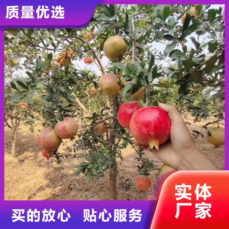 【 石榴,无花果苗免费安装】轩园苹果苗