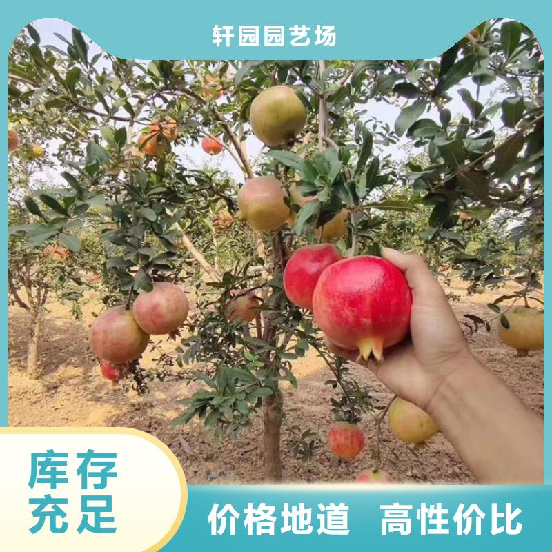 石榴-梨树苗供货及时