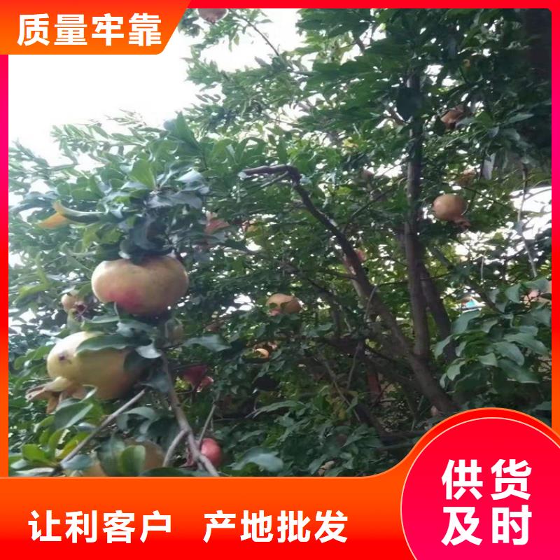 石榴-梨树苗供货及时