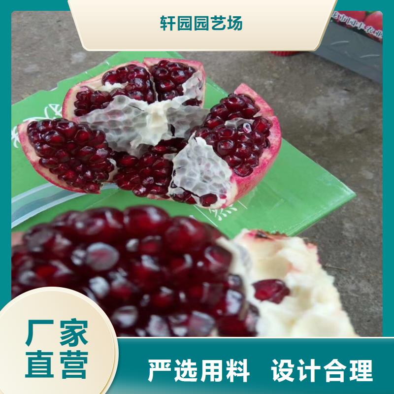 石榴草莓苗大量现货供应