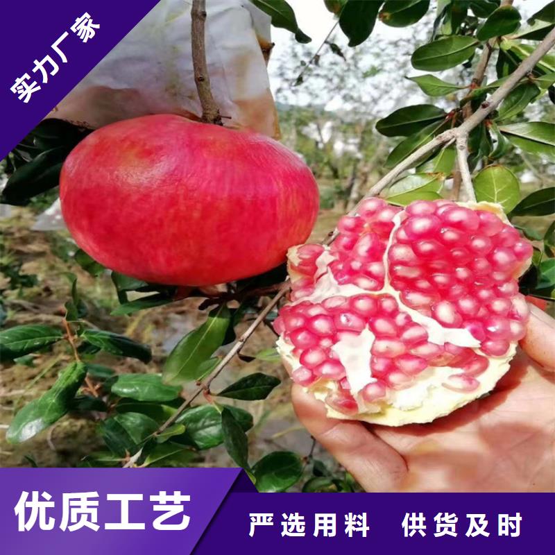石榴梨树苗随心所欲定制