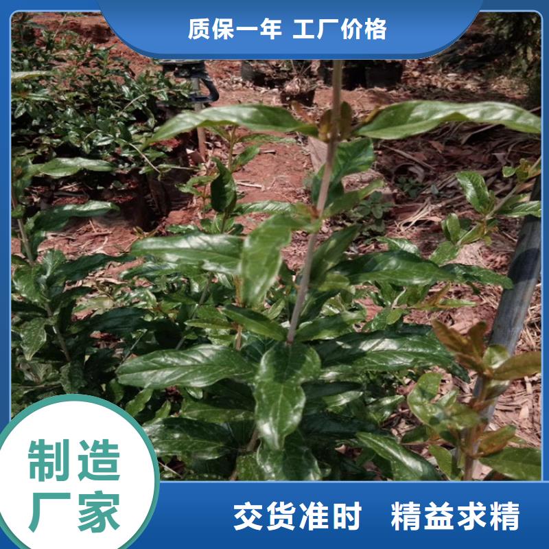 石榴梨树苗随心所欲定制