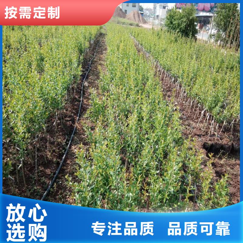 苹果苗视频-衢州市苹果苗-该地可服务区域柯城|江山|舟山|丽水|金华|杭州|温州
