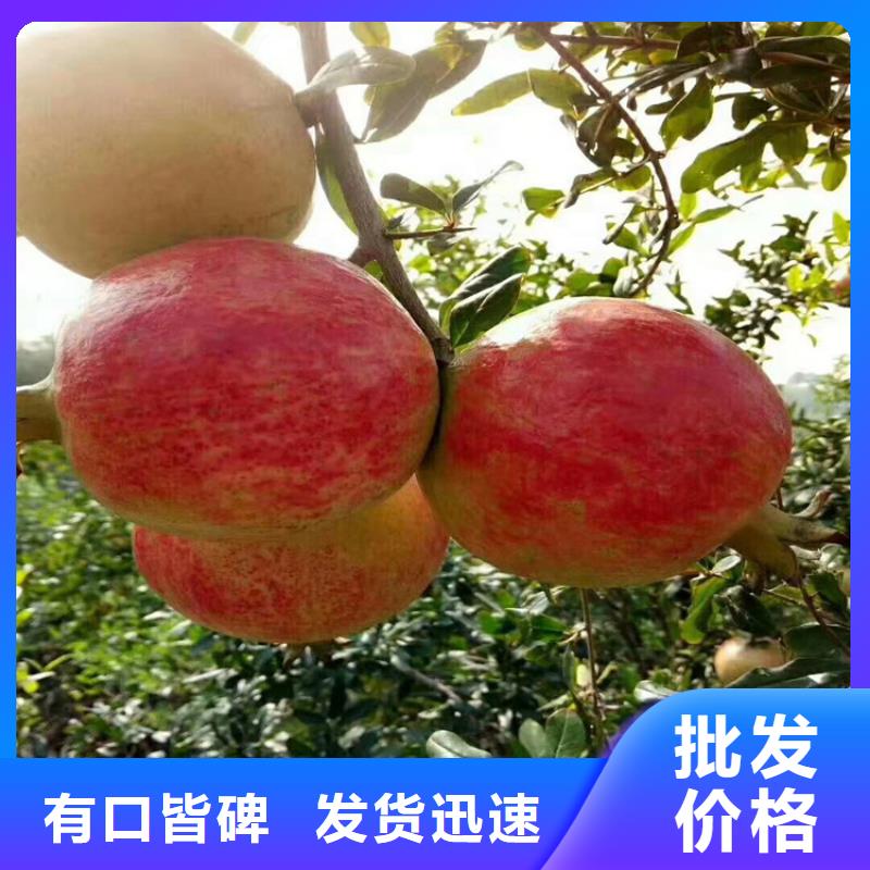 石榴-梨树苗供货及时