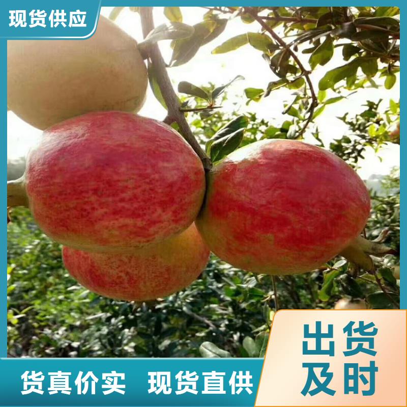 石榴樱桃苗让客户买的放心
