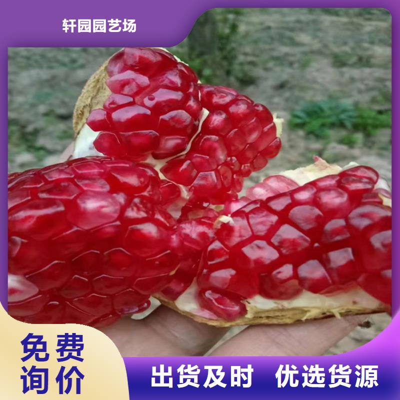 【 石榴,无花果苗免费安装】轩园苹果苗