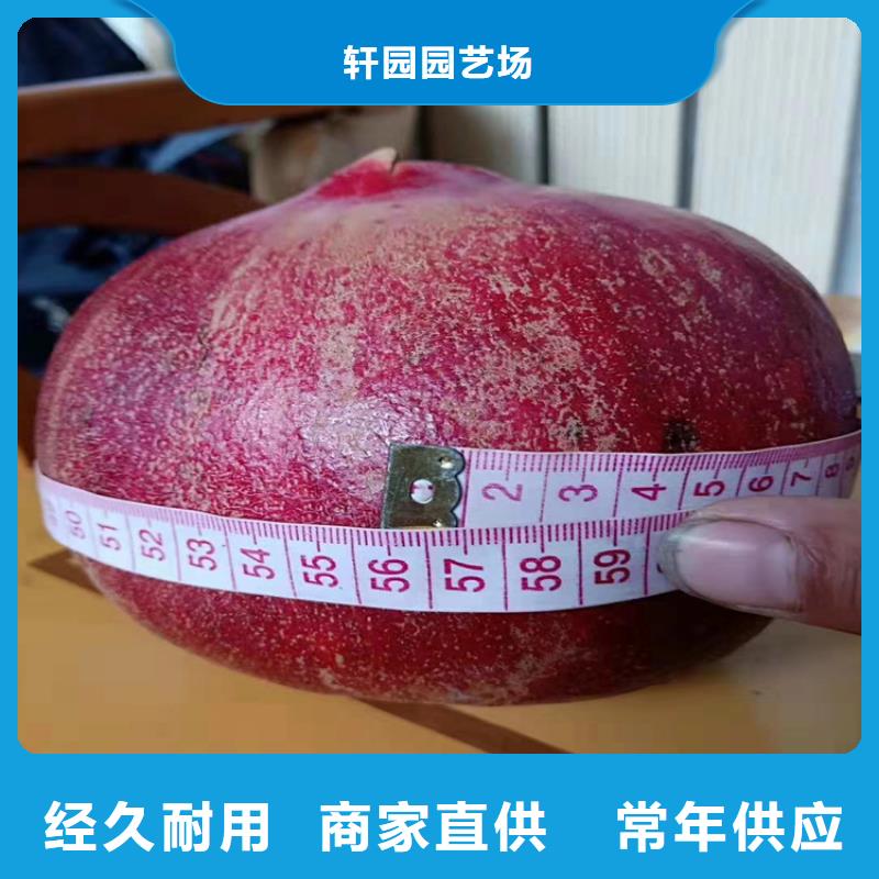 【 石榴,无花果苗免费安装】轩园苹果苗