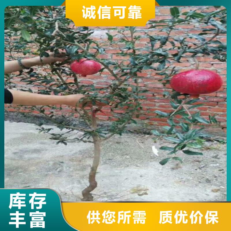 苹果苗视频-衢州市苹果苗-该地可服务区域柯城|江山|舟山|丽水|金华|杭州|温州