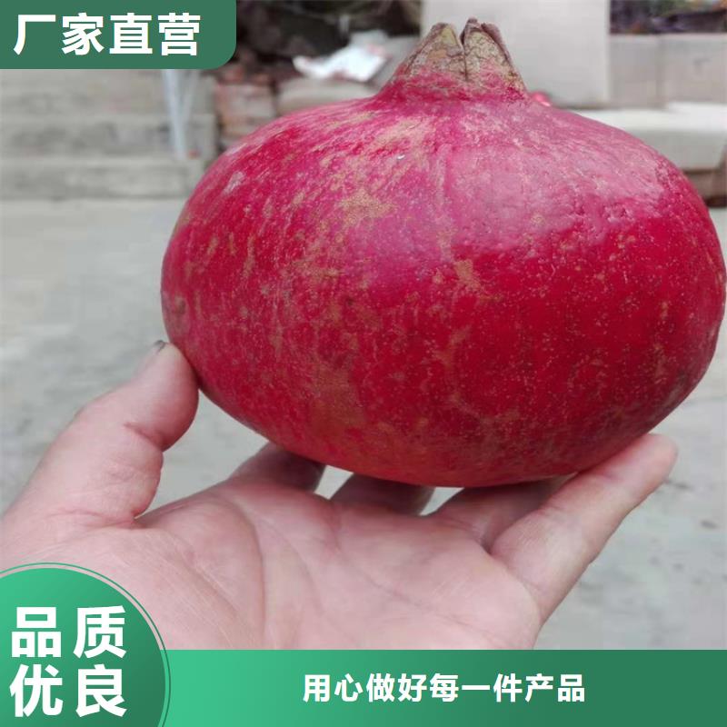 石榴草莓苗大量现货供应