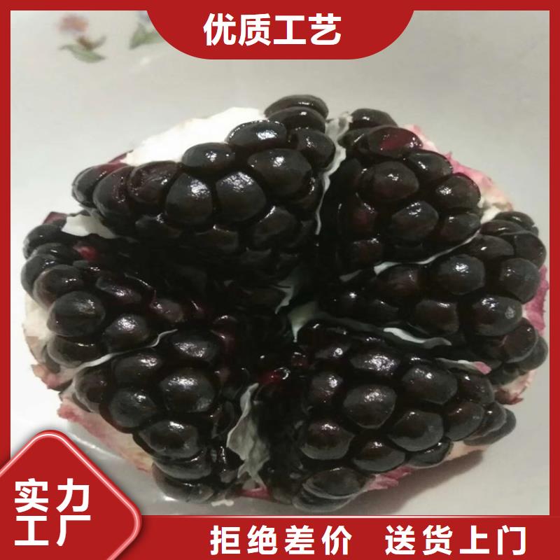 苹果苗视频-衢州市苹果苗-该地可服务区域柯城|江山|舟山|丽水|金华|杭州|温州