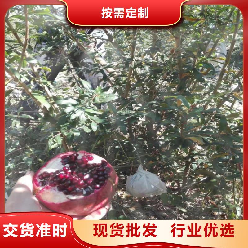 【 石榴,无花果苗免费安装】轩园苹果苗
