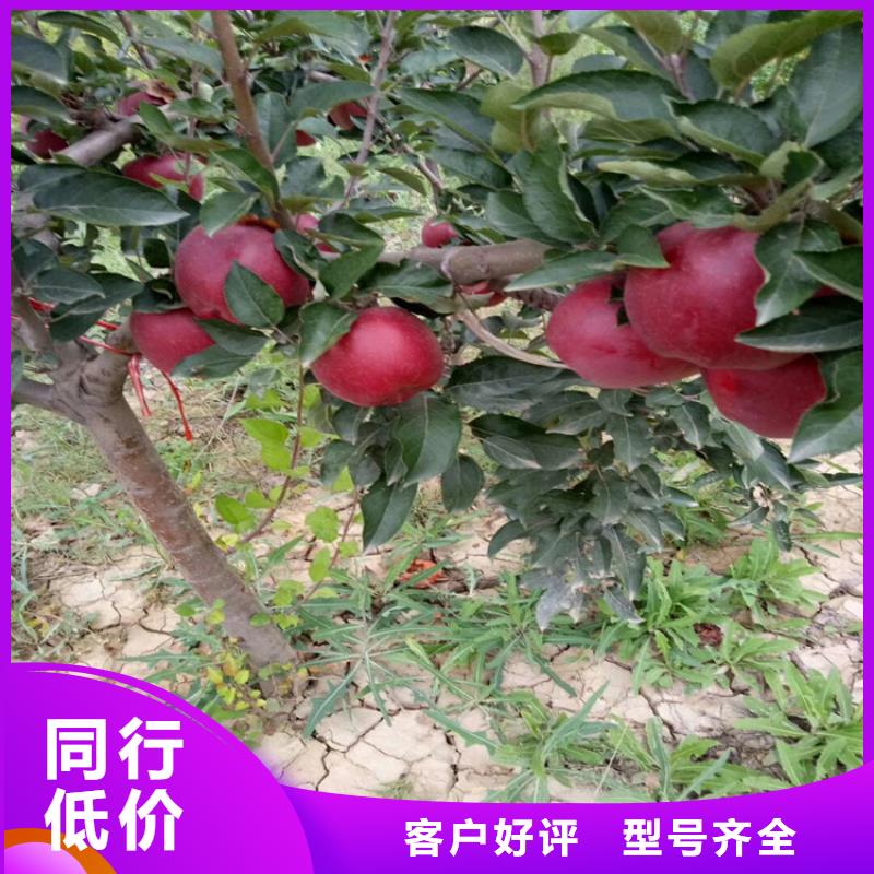 苹果苗视频-苹果苗_江西省景德镇市市场覆盖昌江|珠山|萍乡|新余|上饶|南昌|宜春等