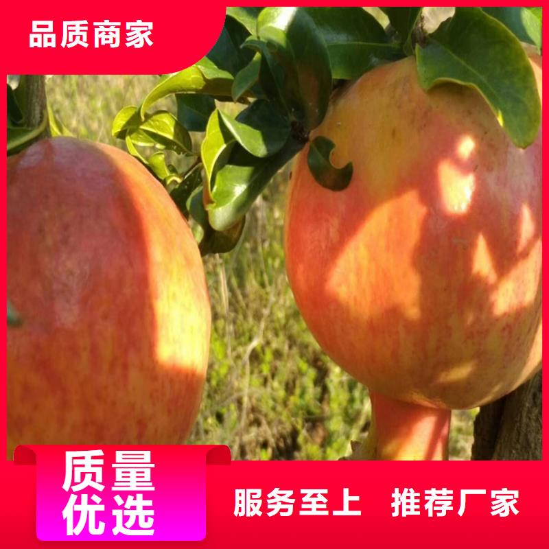 【 石榴,无花果苗免费安装】轩园苹果苗