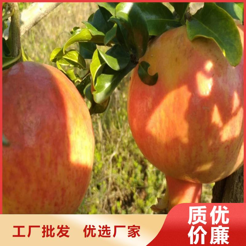 石榴-梨树苗供货及时