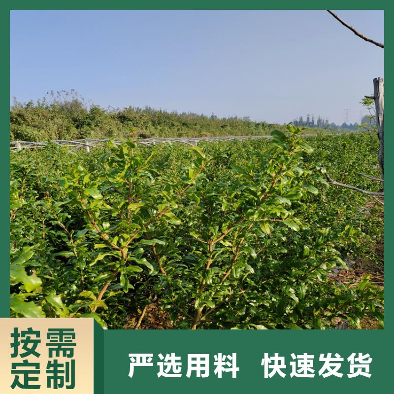 苹果苗视频-苹果苗_江西省景德镇市市场覆盖昌江|珠山|萍乡|新余|上饶|南昌|宜春等