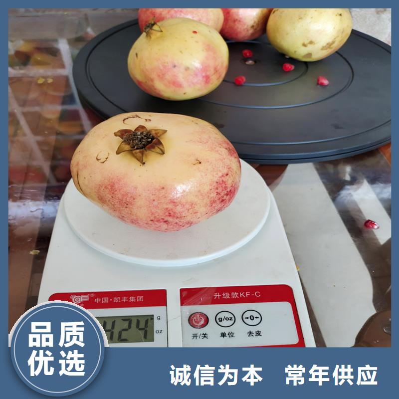 【 石榴,无花果苗免费安装】轩园苹果苗
