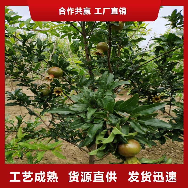 石榴梨树苗随心所欲定制