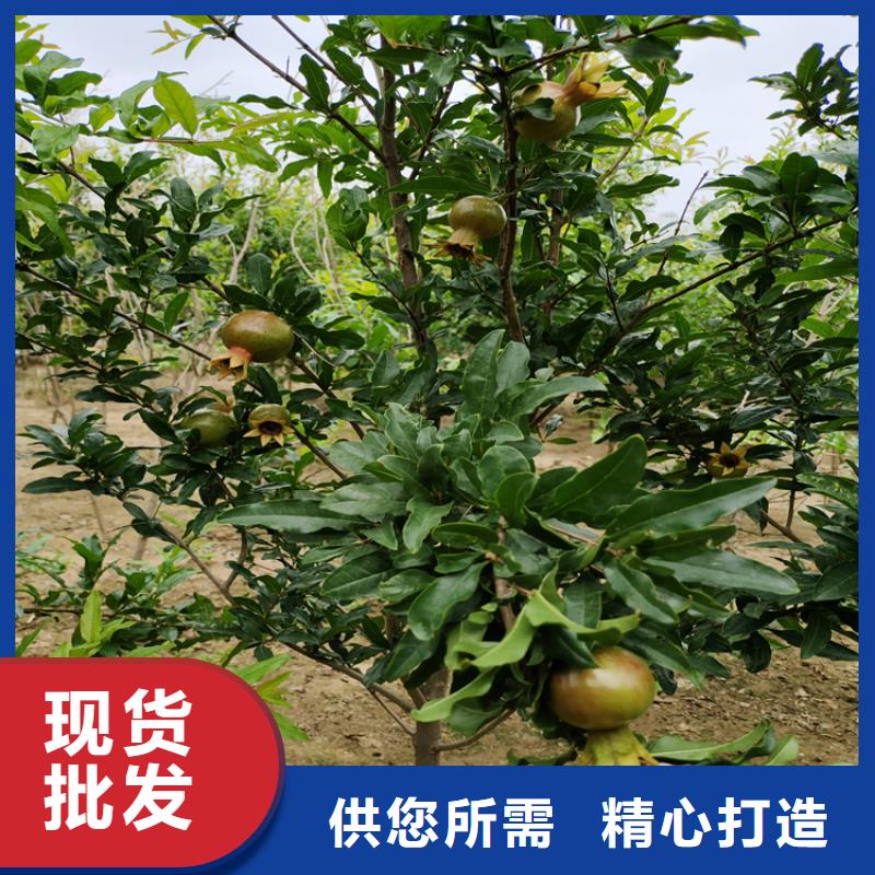 苹果苗视频-苹果苗_江西省景德镇市市场覆盖昌江|珠山|萍乡|新余|上饶|南昌|宜春等
