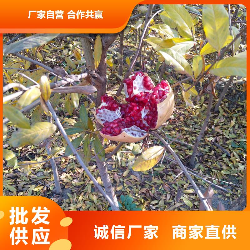 【 石榴,无花果苗免费安装】轩园苹果苗
