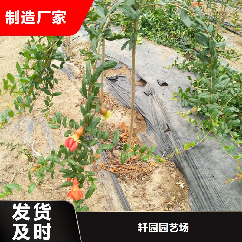 石榴石榴苗0中间商差价