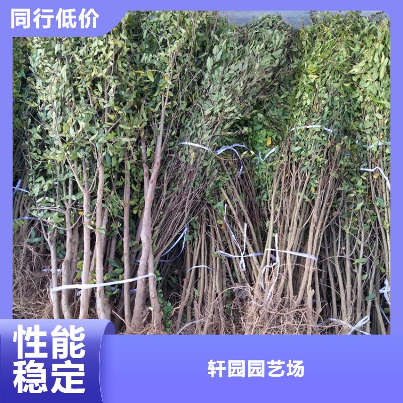 苹果苗视频-衢州市苹果苗-该地可服务区域柯城|江山|舟山|丽水|金华|杭州|温州