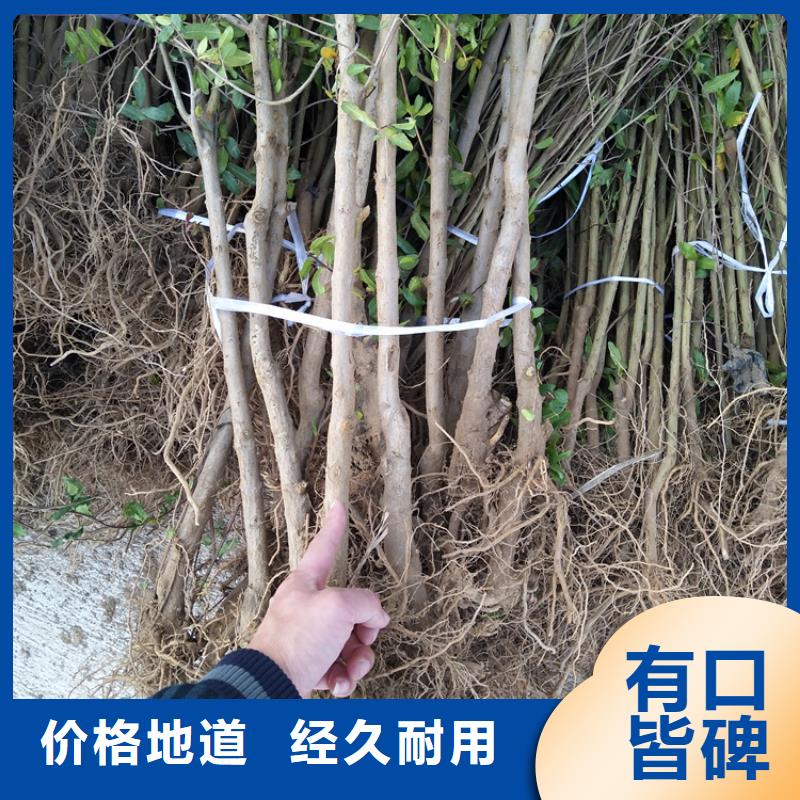 石榴-梨树苗供货及时