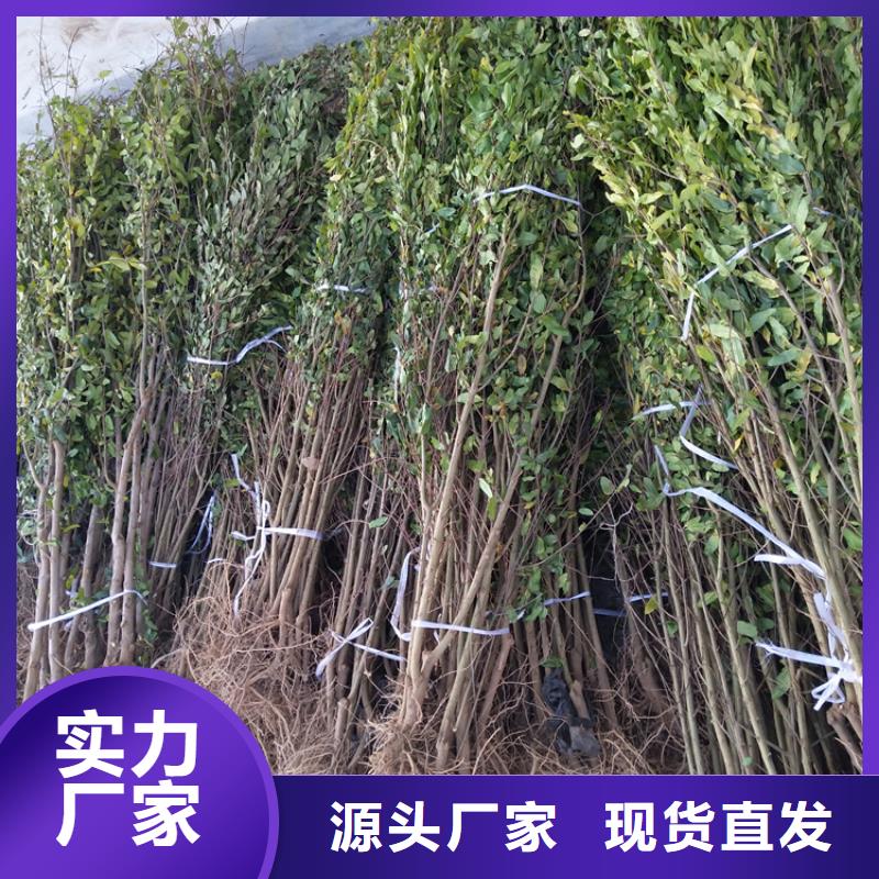 石榴-梨树苗供货及时