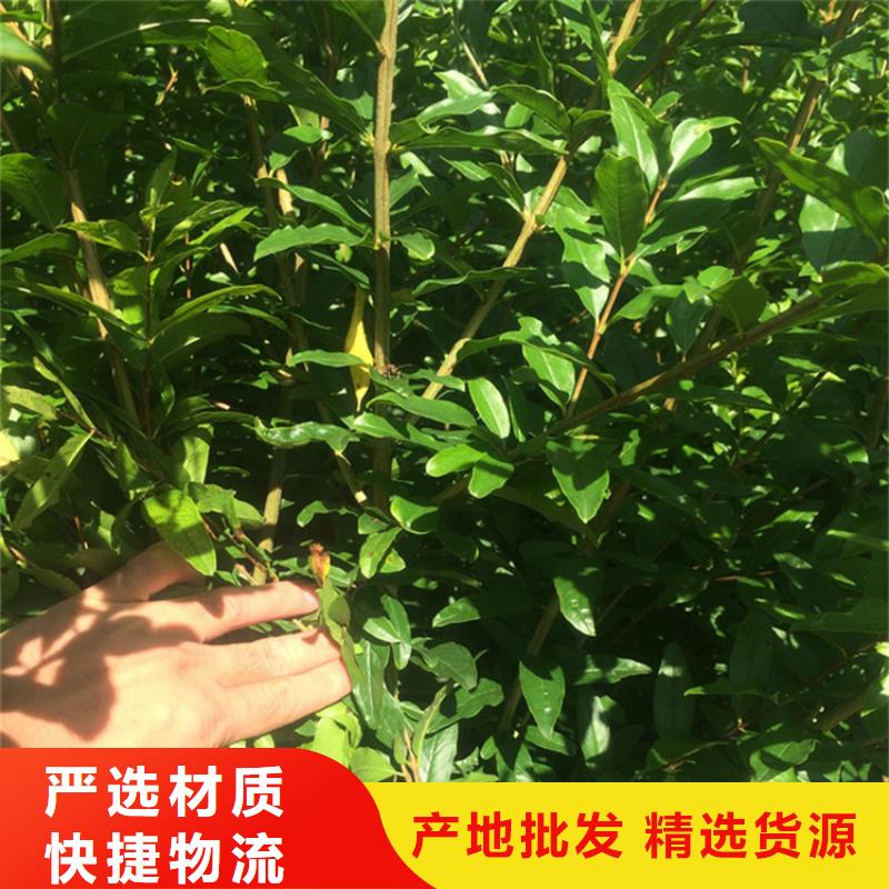 苹果苗视频-衢州市苹果苗-该地可服务区域柯城|江山|舟山|丽水|金华|杭州|温州