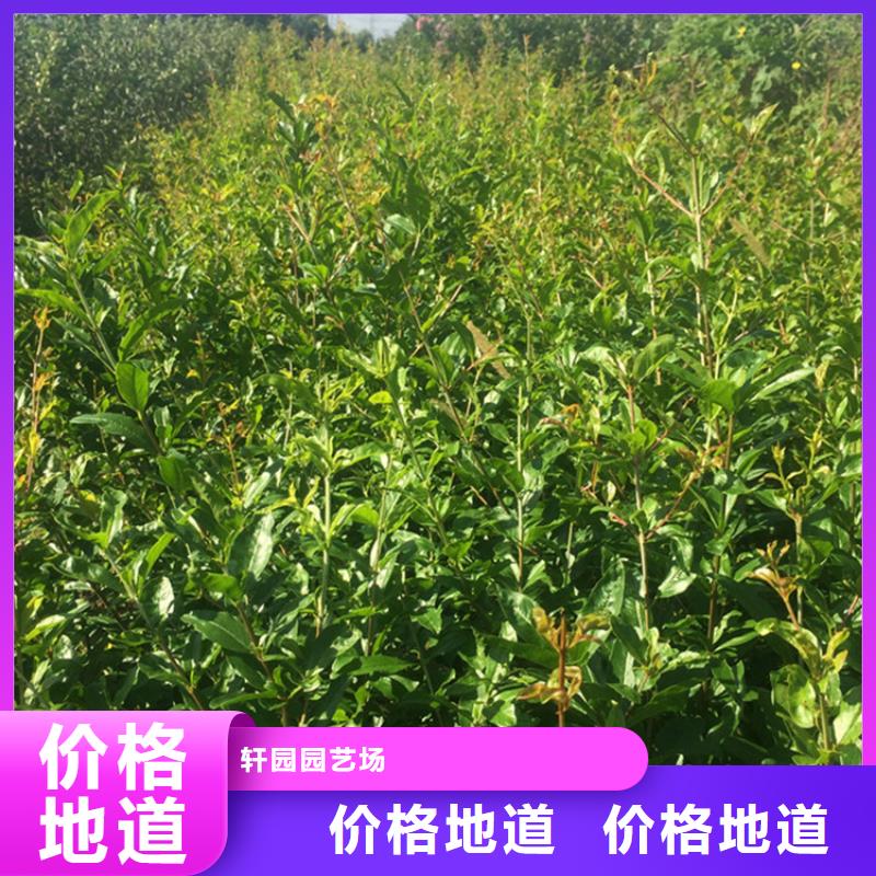 石榴草莓苗大量现货供应