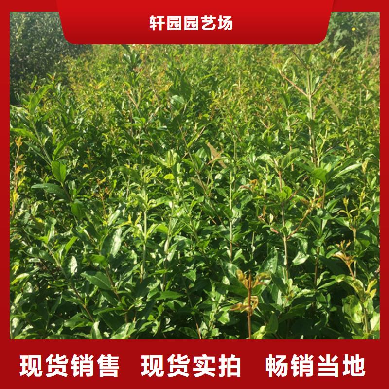 【 石榴,无花果苗免费安装】轩园苹果苗