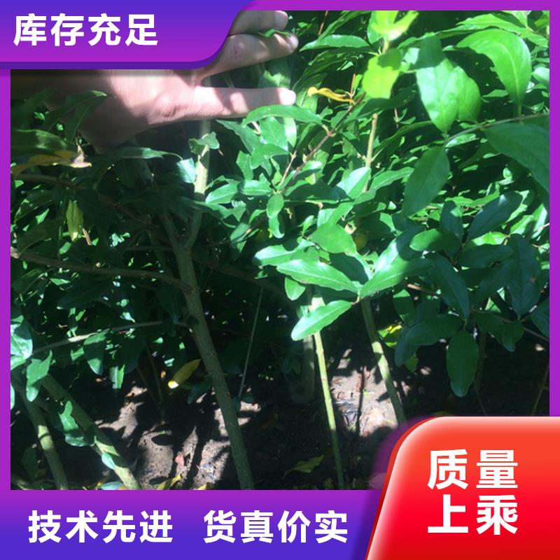 石榴石榴苗0中间商差价