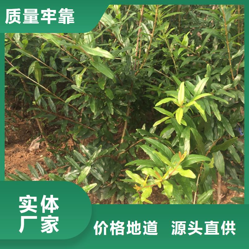 苹果苗视频-苹果苗_江西省景德镇市市场覆盖昌江|珠山|萍乡|新余|上饶|南昌|宜春等