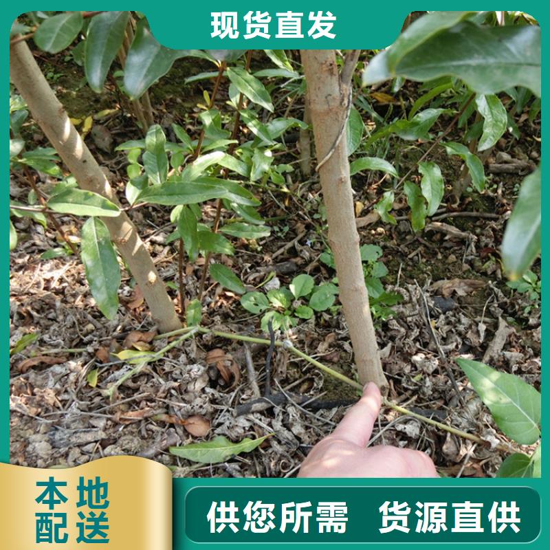 石榴樱桃苗让客户买的放心