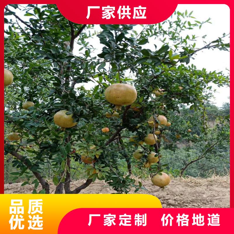 苹果苗视频-苹果苗_江西省景德镇市市场覆盖昌江|珠山|萍乡|新余|上饶|南昌|宜春等