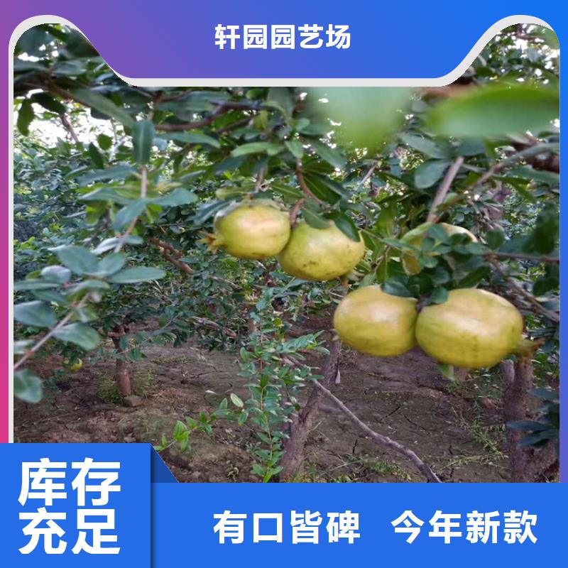 【 石榴,无花果苗免费安装】轩园苹果苗