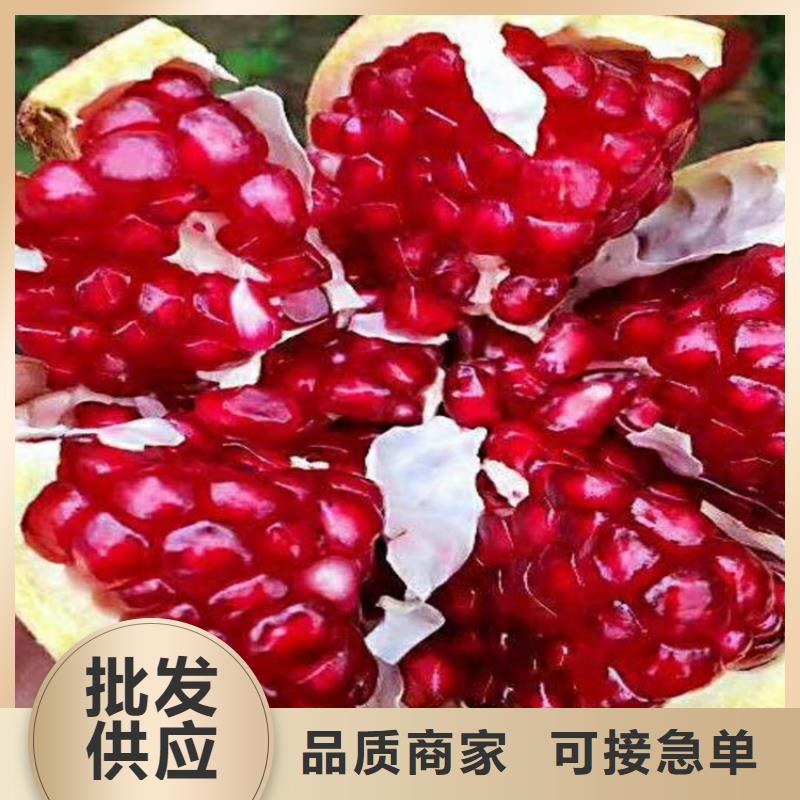 苹果苗视频-苹果苗_江西省景德镇市市场覆盖昌江|珠山|萍乡|新余|上饶|南昌|宜春等
